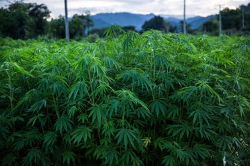 Hemp plants are grown for medical research purposes