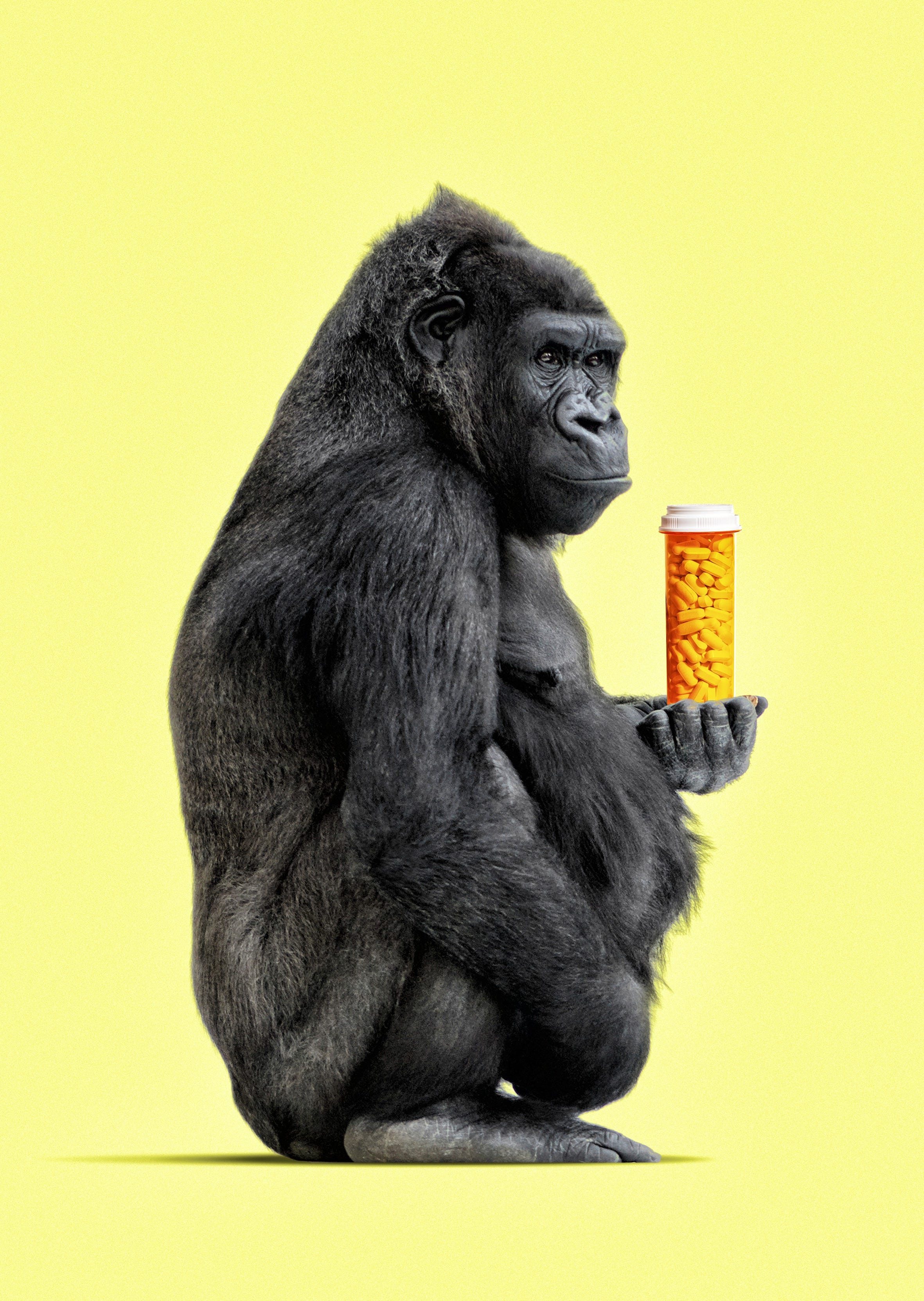 Mammal, Primate, Snout, Organism, Common chimpanzee, Sitting, 