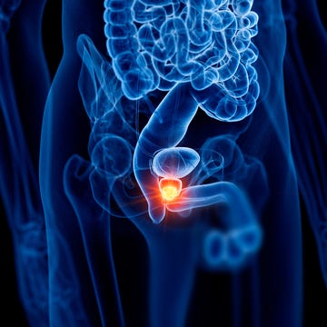 Medical illustration highlighting the prostate gland within the male anatomy. Medical illustration highlighting the prostate gland within the male anatomy.